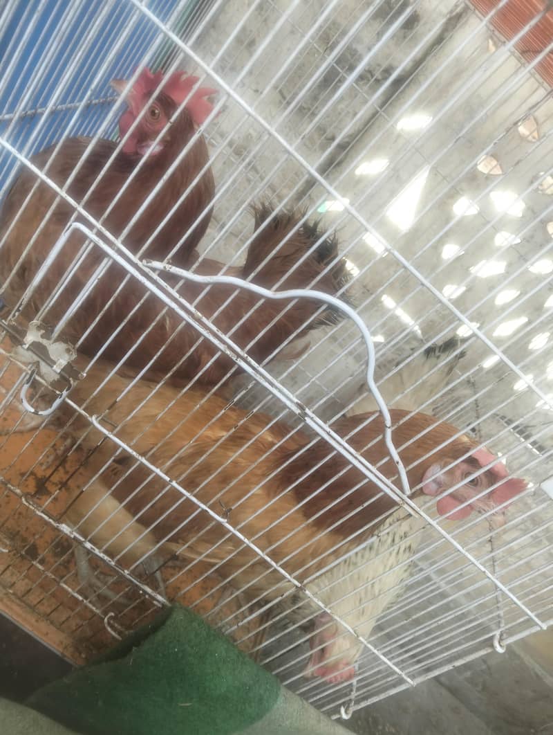 salling hens 0