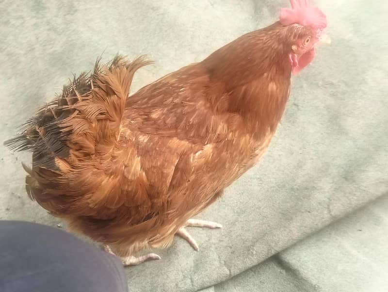 salling hens 1