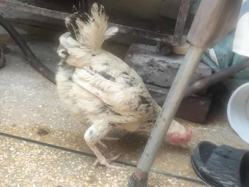 salling hens 2