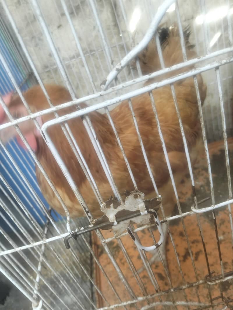salling hens 3