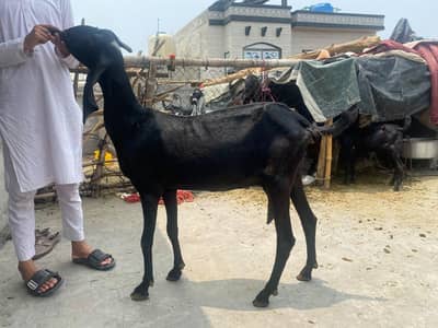 ek bakri or 2 bakra