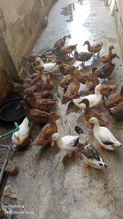 Pure British Khaki Breed Ducks