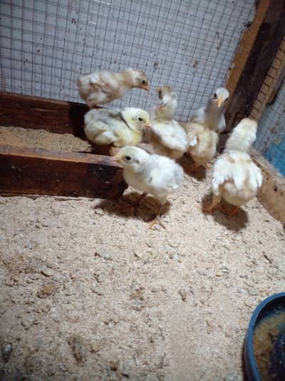 top quality heera chiks full papar white  phn. whatsap 03218803012