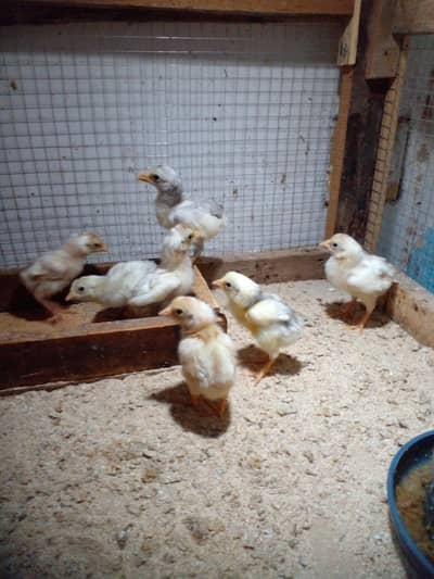 top quality heera chiks full papar white  phn. whatsap 03218803012