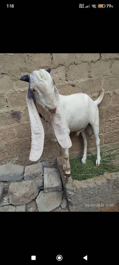 gulabi male