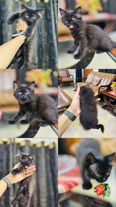 Persion cat