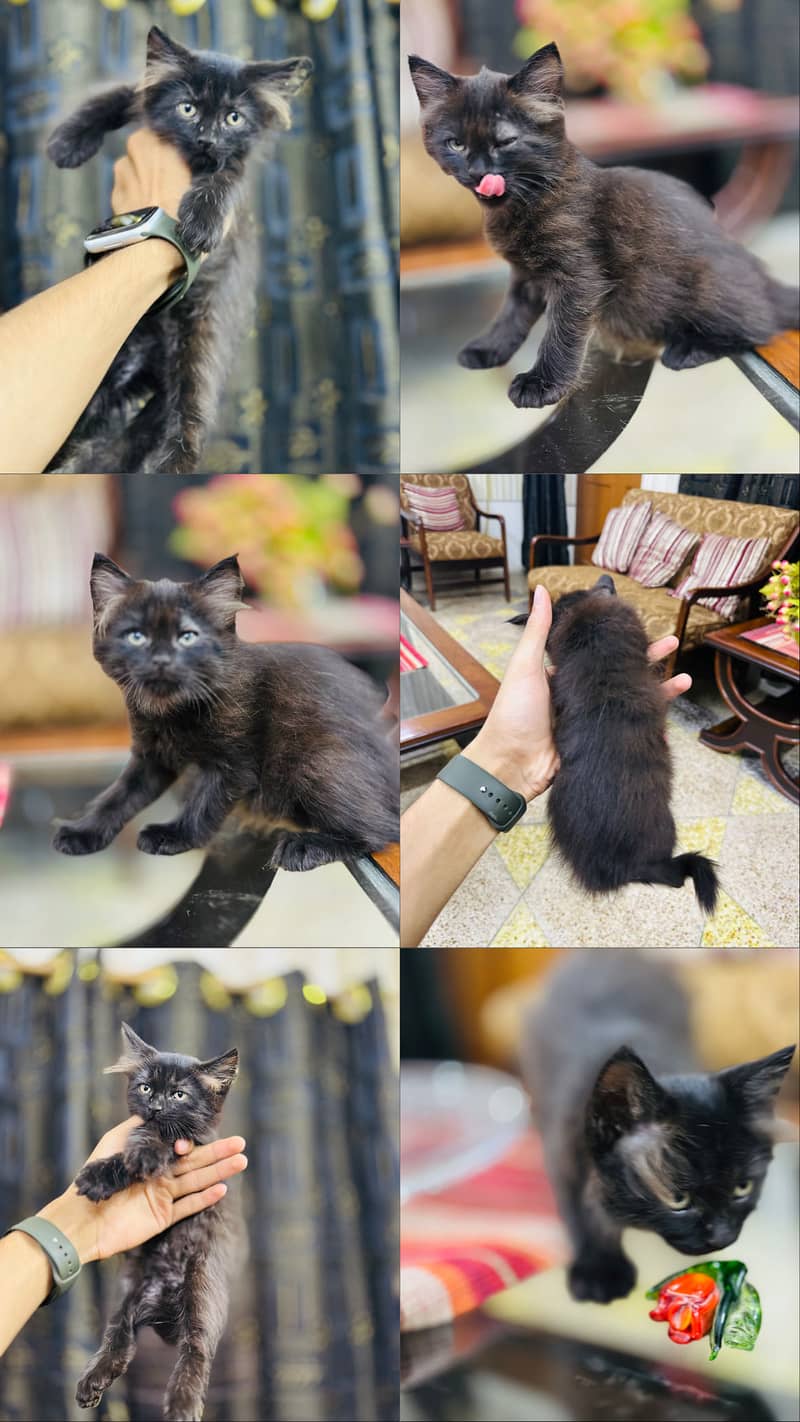Persion cat 0