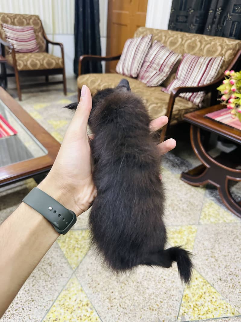 Persion cat 2