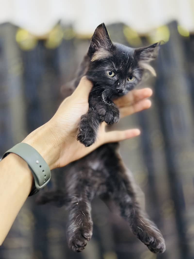 Persion cat 3