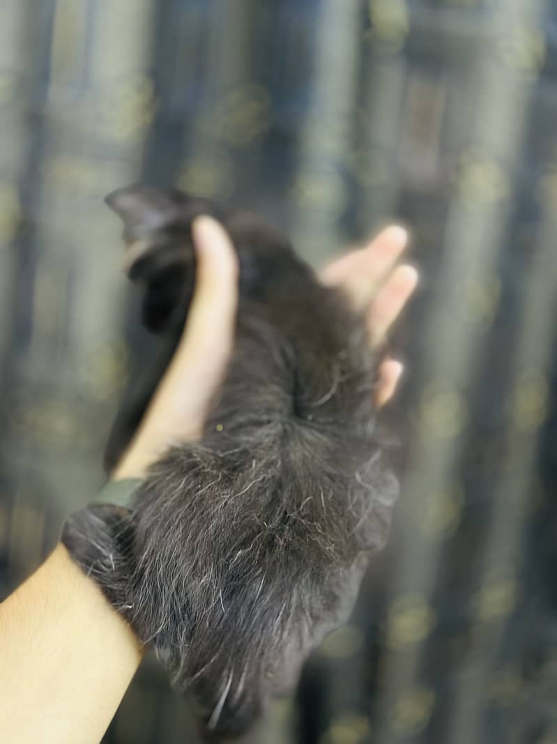 Persion cat 4