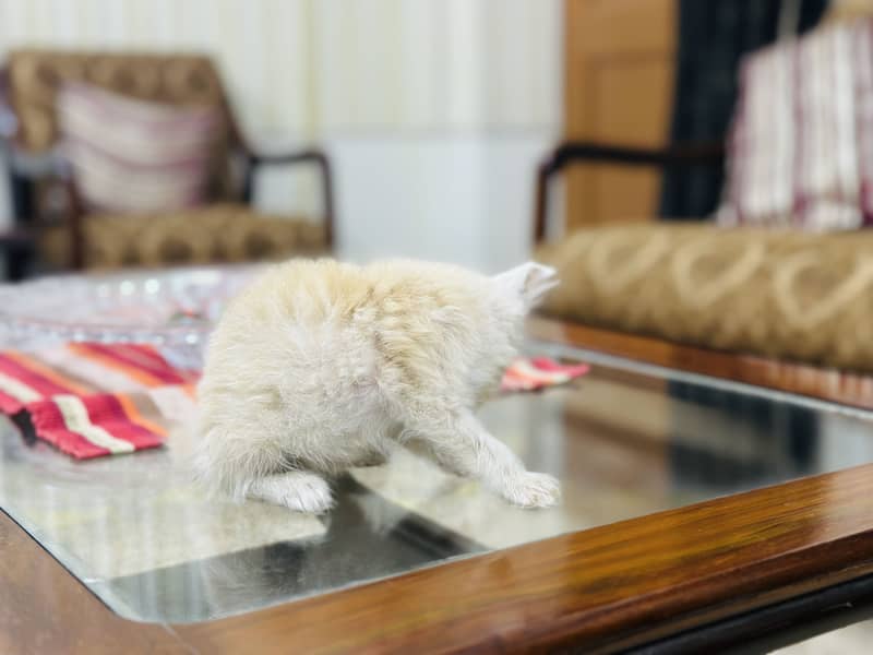 Persion cat 5