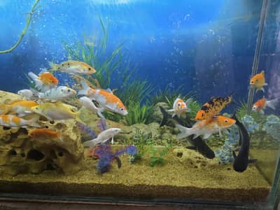 Fish for Sale