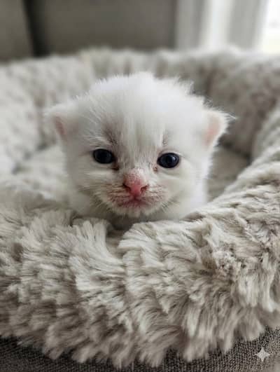 Persian breed pure cute kittens