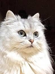 Persian Cat