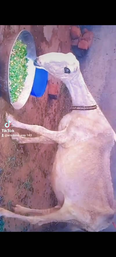 Pure  Mundri Sheep  گھبن 0305.5002400 call Whatsapp