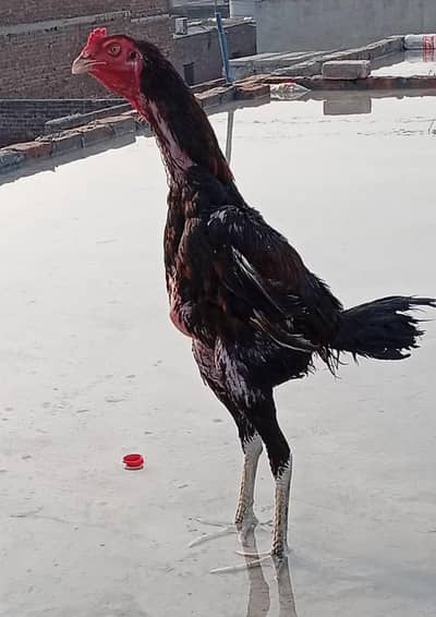 aseel murga for sale