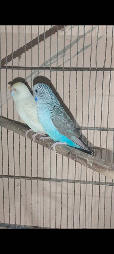 Black wing female & Exhibition pair