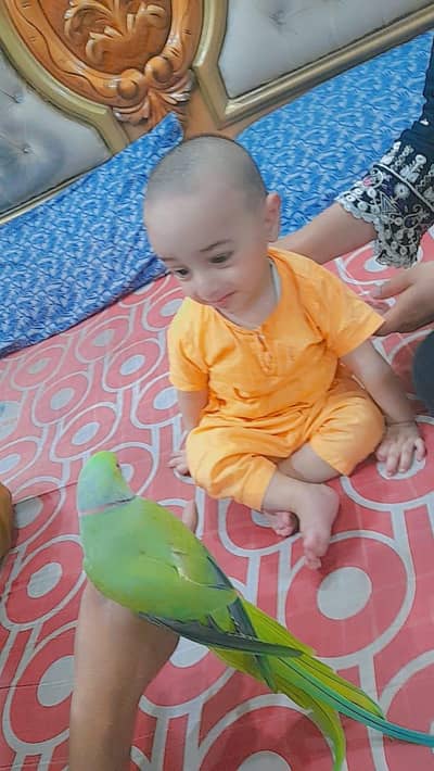 hand tame parrot
