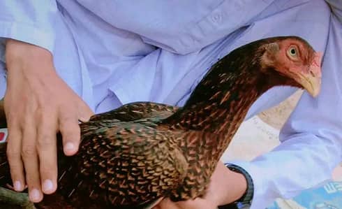 Pure teeter aseel murghi with 5 chicks