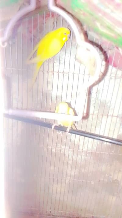 beautiful red eyes  budgies pair 