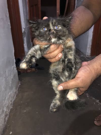 Pershian kittens
