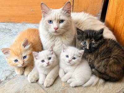 Beautiful  kittens for sale