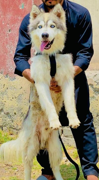 husky Siberian Blue eyes male available