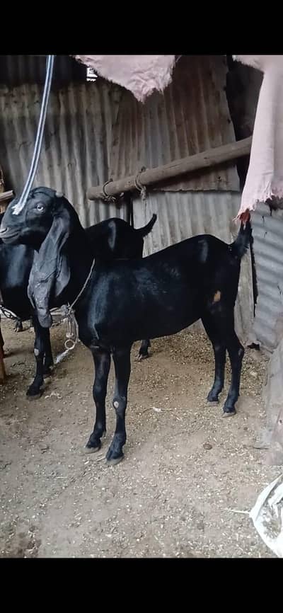 bhot achi nasal kie ha. aik bakri or aik Bakra ha  80kie bkra120k