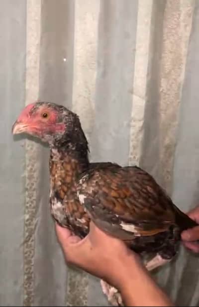 Patha for sale full ready ha 03415569854 rabta kro location havelian
