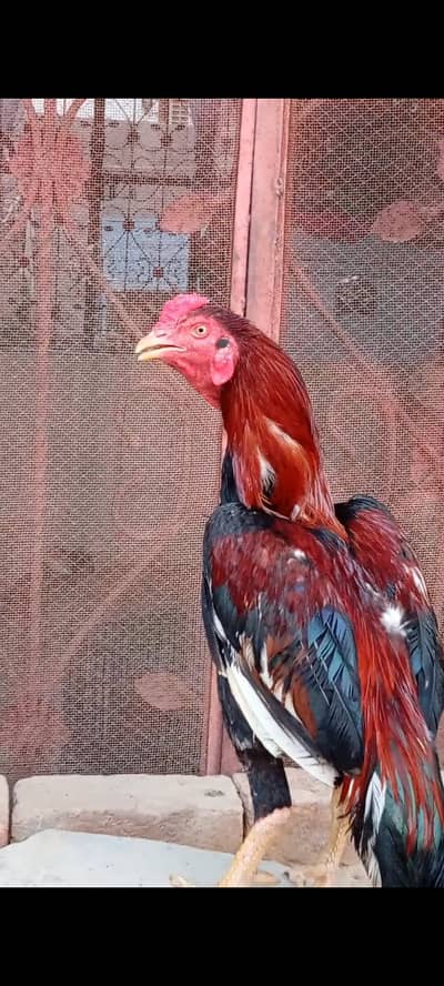 Healthy Aseel Birds | 03211654832 WhatsApp or call