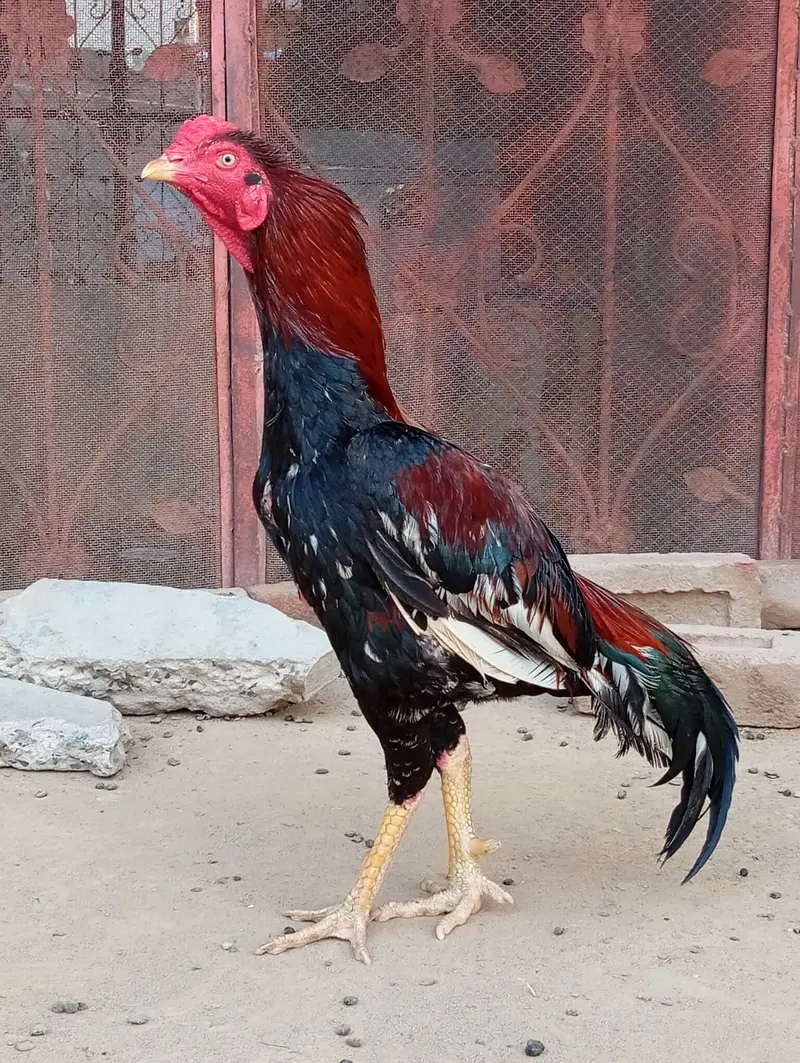 Healthy Aseel Birds | 03211654832 WhatsApp or call — photo 2