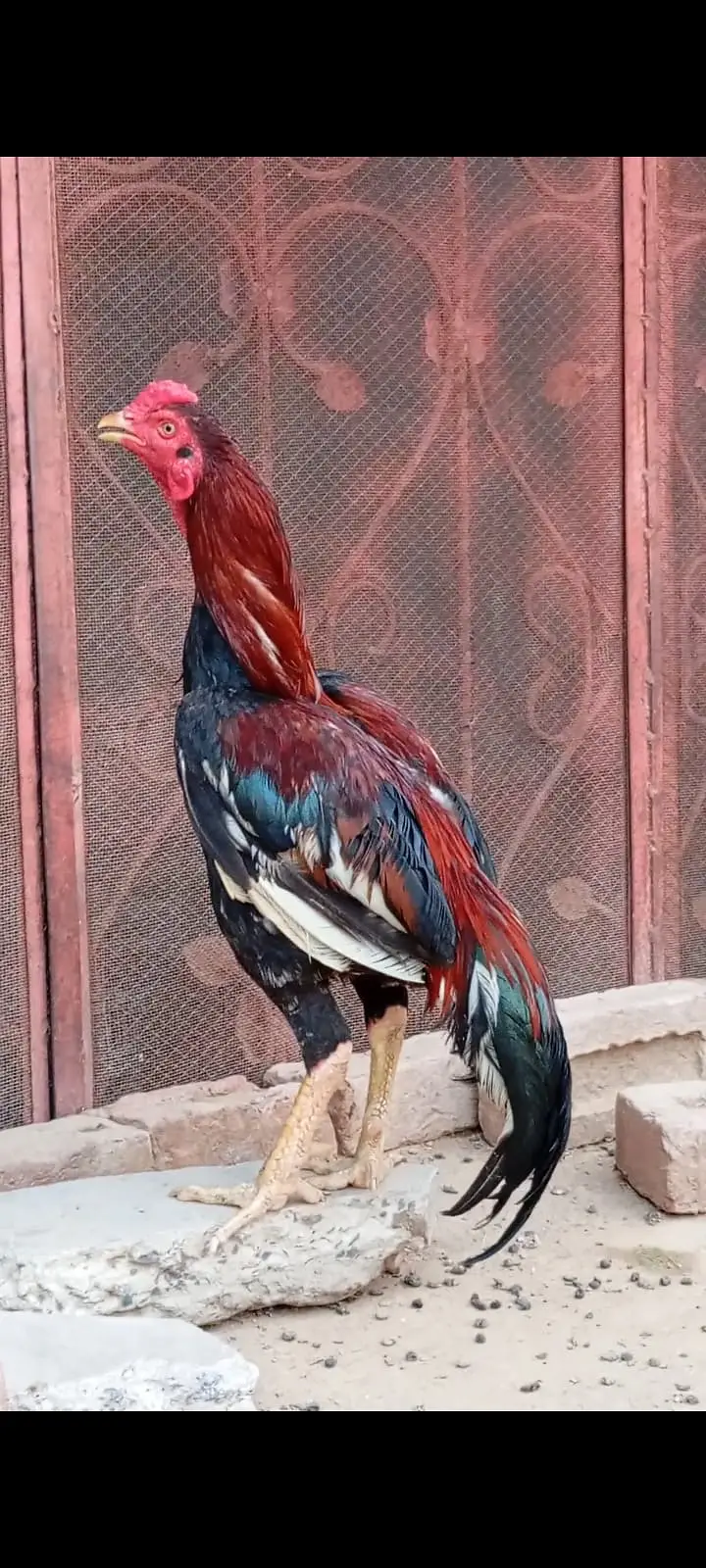 Healthy Aseel Birds | 03211654832 WhatsApp or call — photo 3