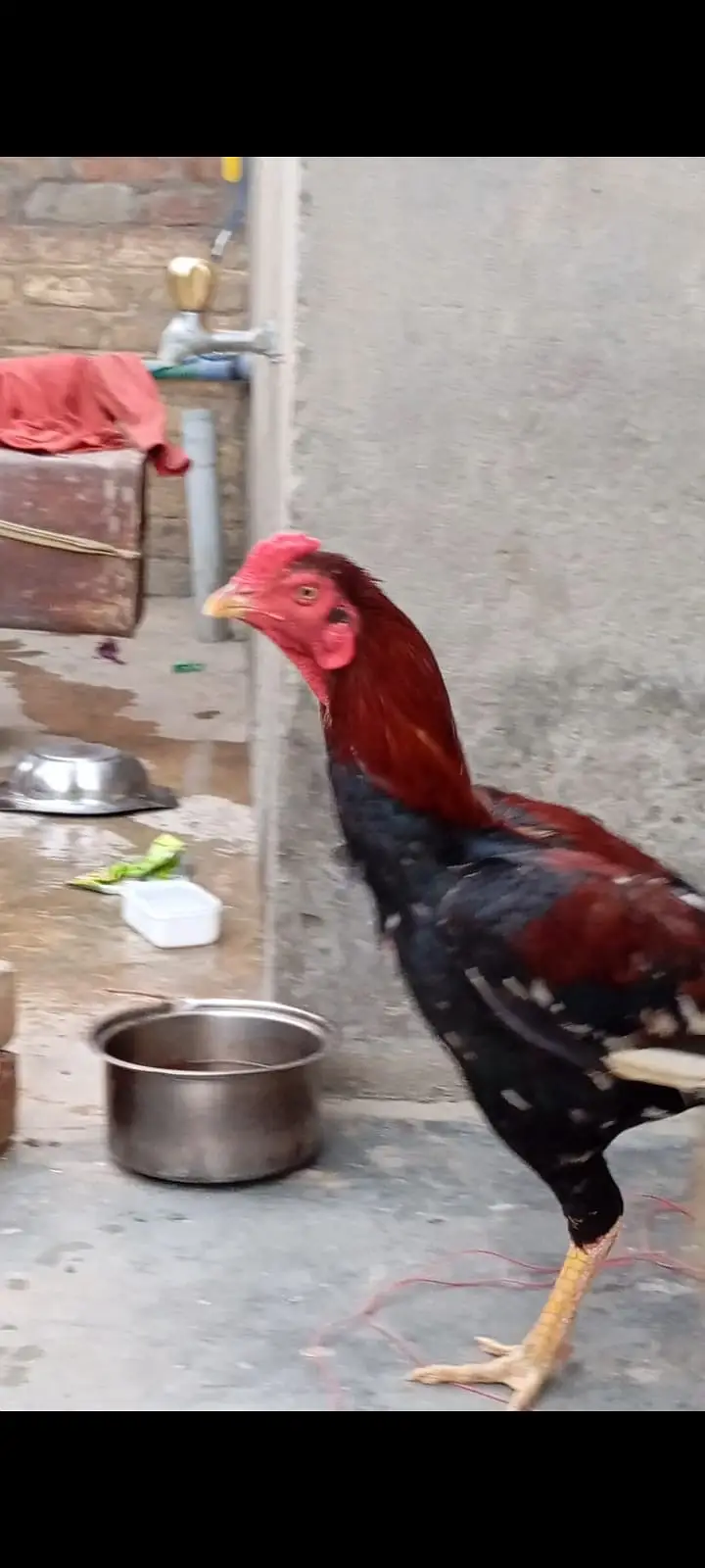 Healthy Aseel Birds | 03211654832 WhatsApp or call — photo 4