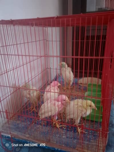 5 Chicks with Cage for sale. . .