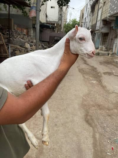 teddy gulabi bakra bakri
