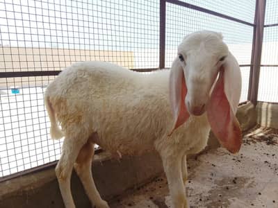 dumby for sale