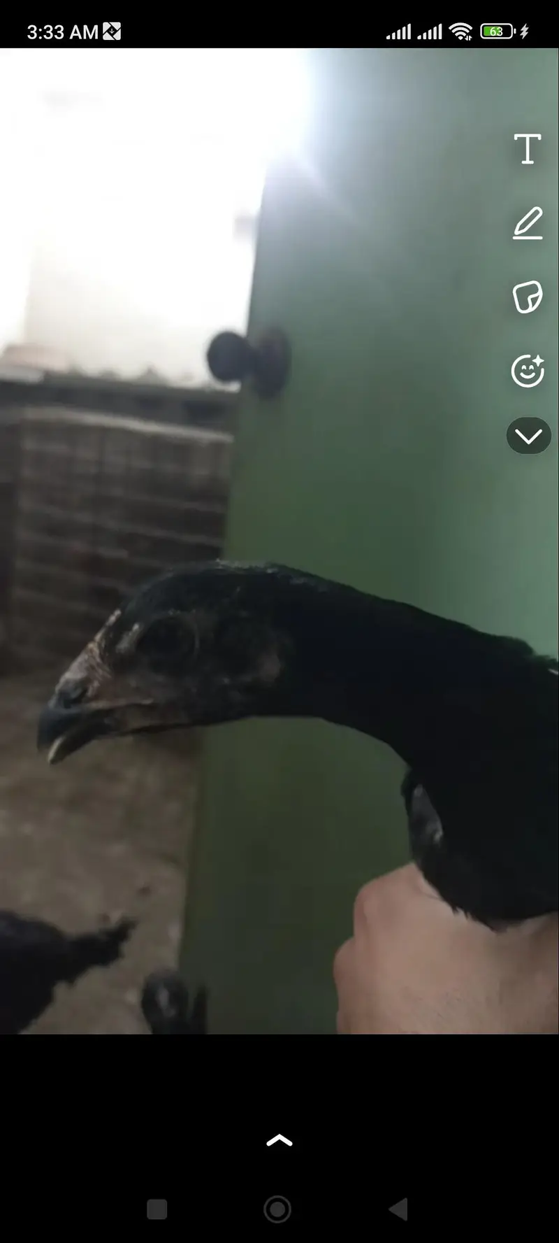thai pure or thai cross k 4 month k chicks or 2.5 month k chicks