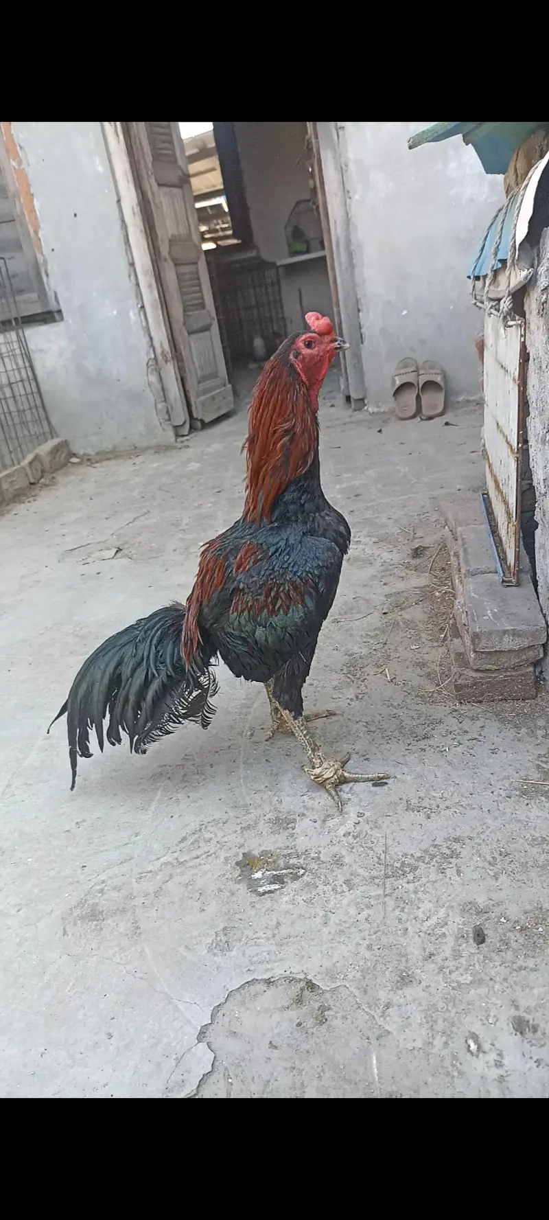 thai pure or thai cross k 4 month k chicks or 2.5 month k chicks — photo 5