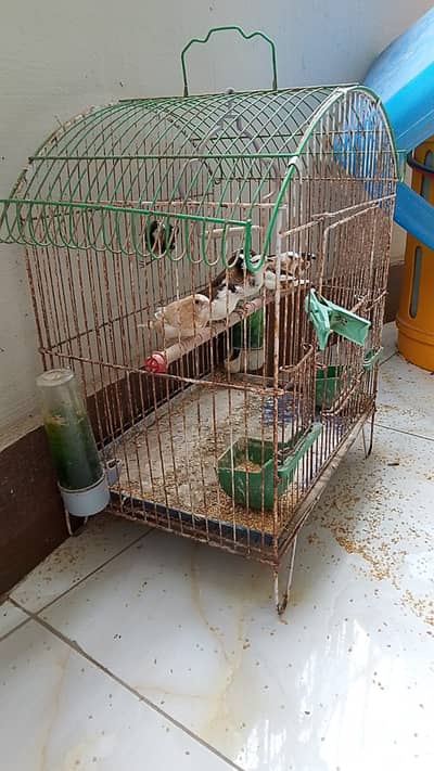 Bengalese Finches & Golden Latino Male for Sale