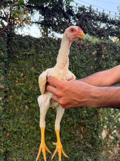 White shamo chicks Age Almost: 2.5 months