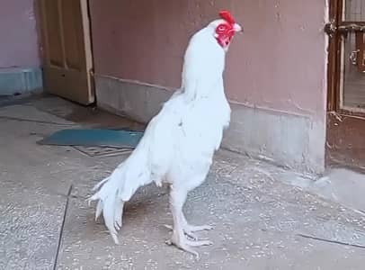 White Aseel Murga For Sale