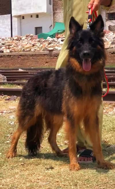 German shepherd female for sale