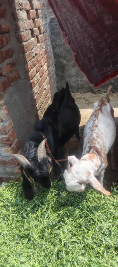Goats