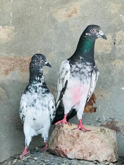 taddy chapri rampuri madiyan
