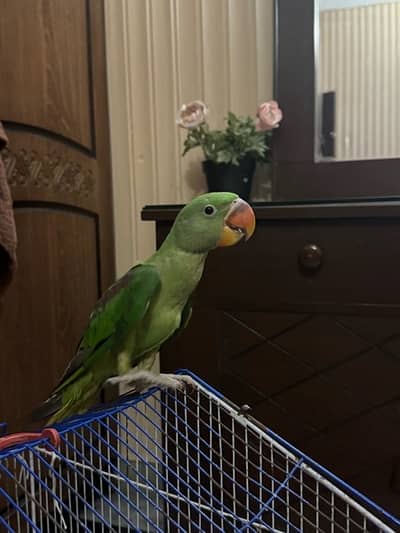 kashmiri raw parrot