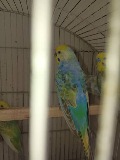 Rainbow Budies For Sale