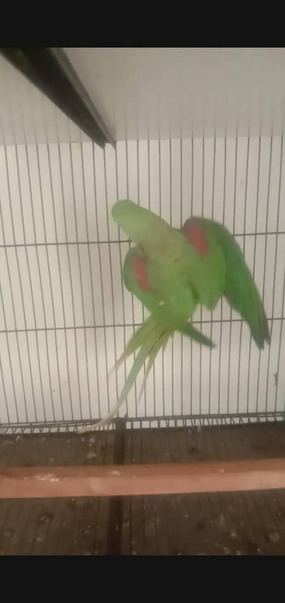 Raw breader female / plumhead female / monk female Wtp 03241858868