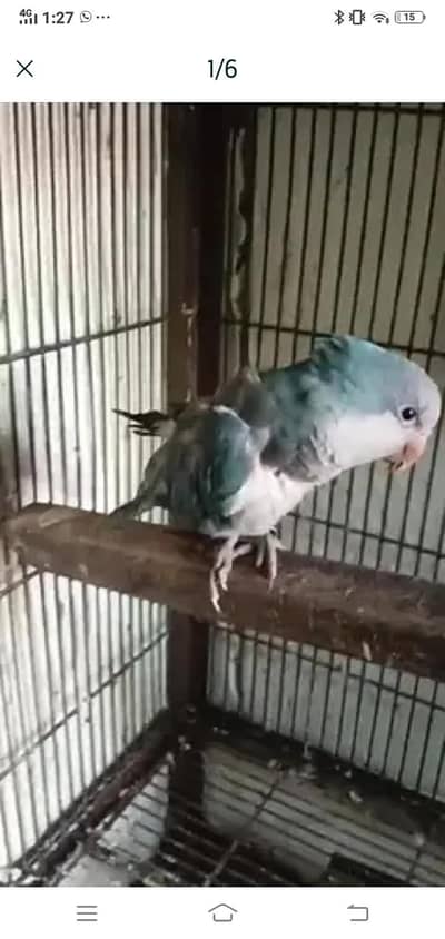 plumhead female / monk female Wtp 03241858868