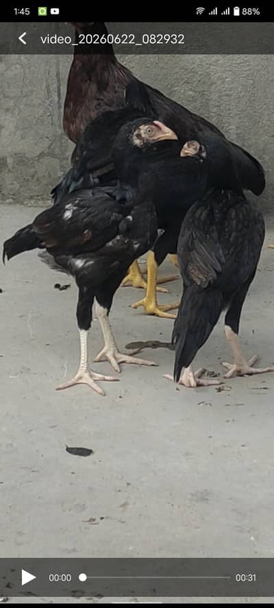 Aseel chiks