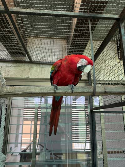 Green Wing Macaw